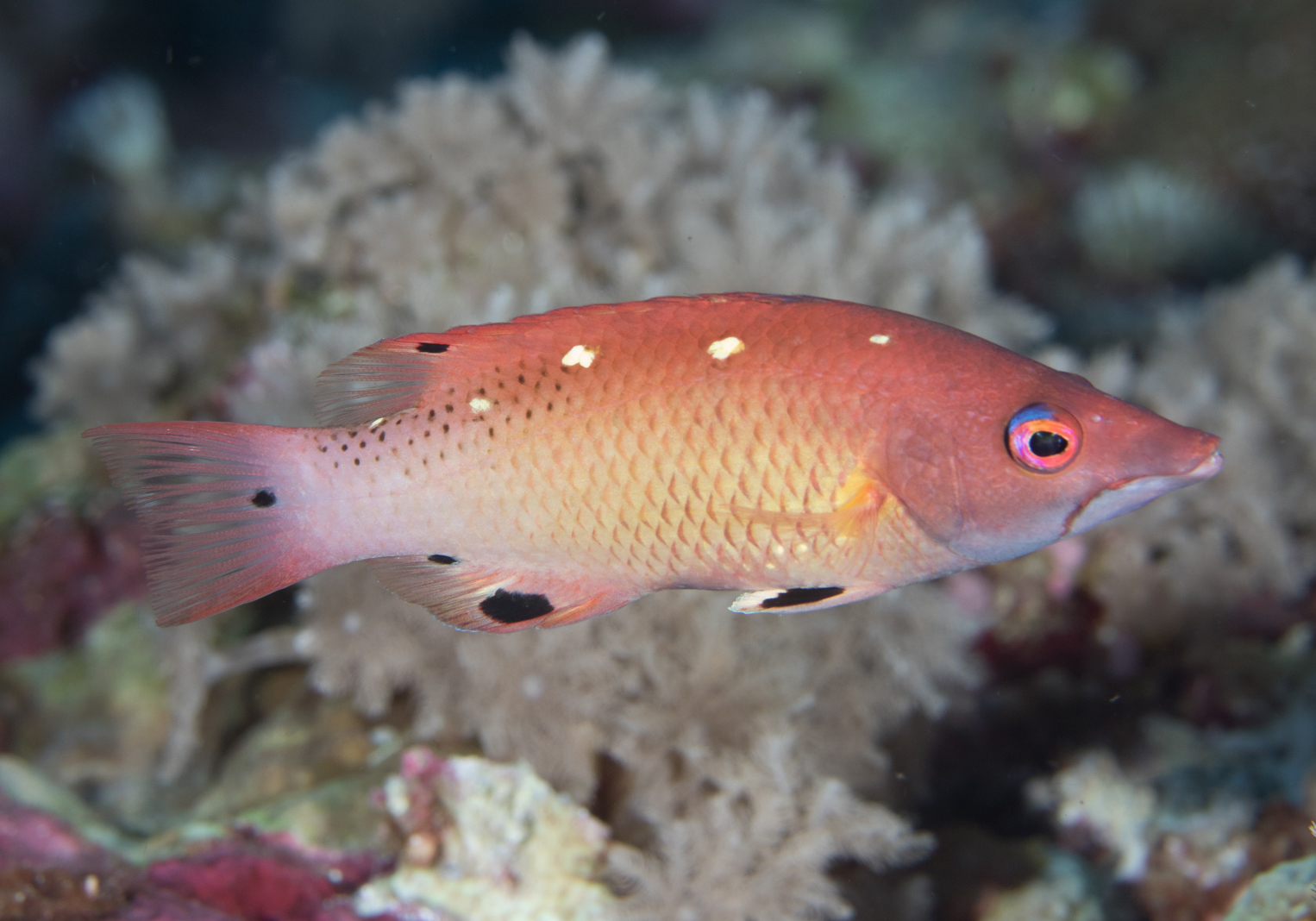Redfin Hogfish (Bodianus dictynna) Bali Wildlife