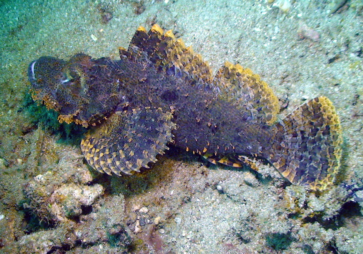 Tassled Scorpionfish (Scorpaenopsis oxycephalus) - Bali Wildlife