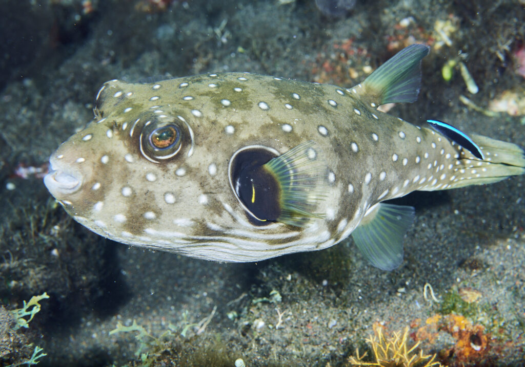 White spotted Puffer Arothron Hispidus Bali Wildlife