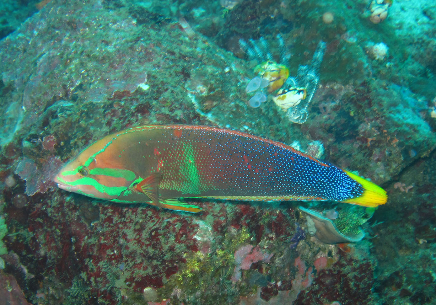 Yellowtail Coris (Coris gaimard) Bali Wildlife