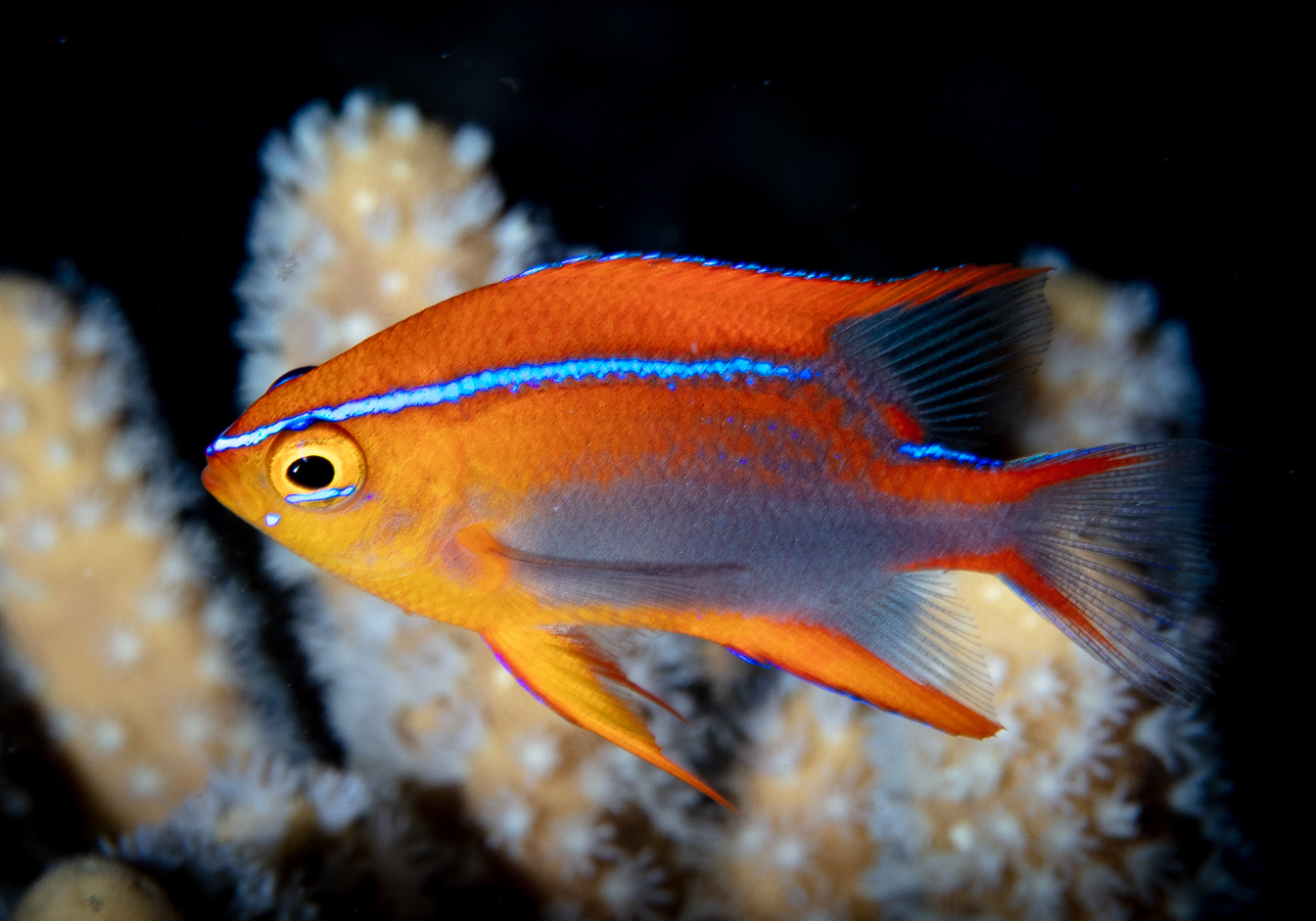 Cross's Damselfish (Neoglyphidodon crossi) - Bali Wildlife