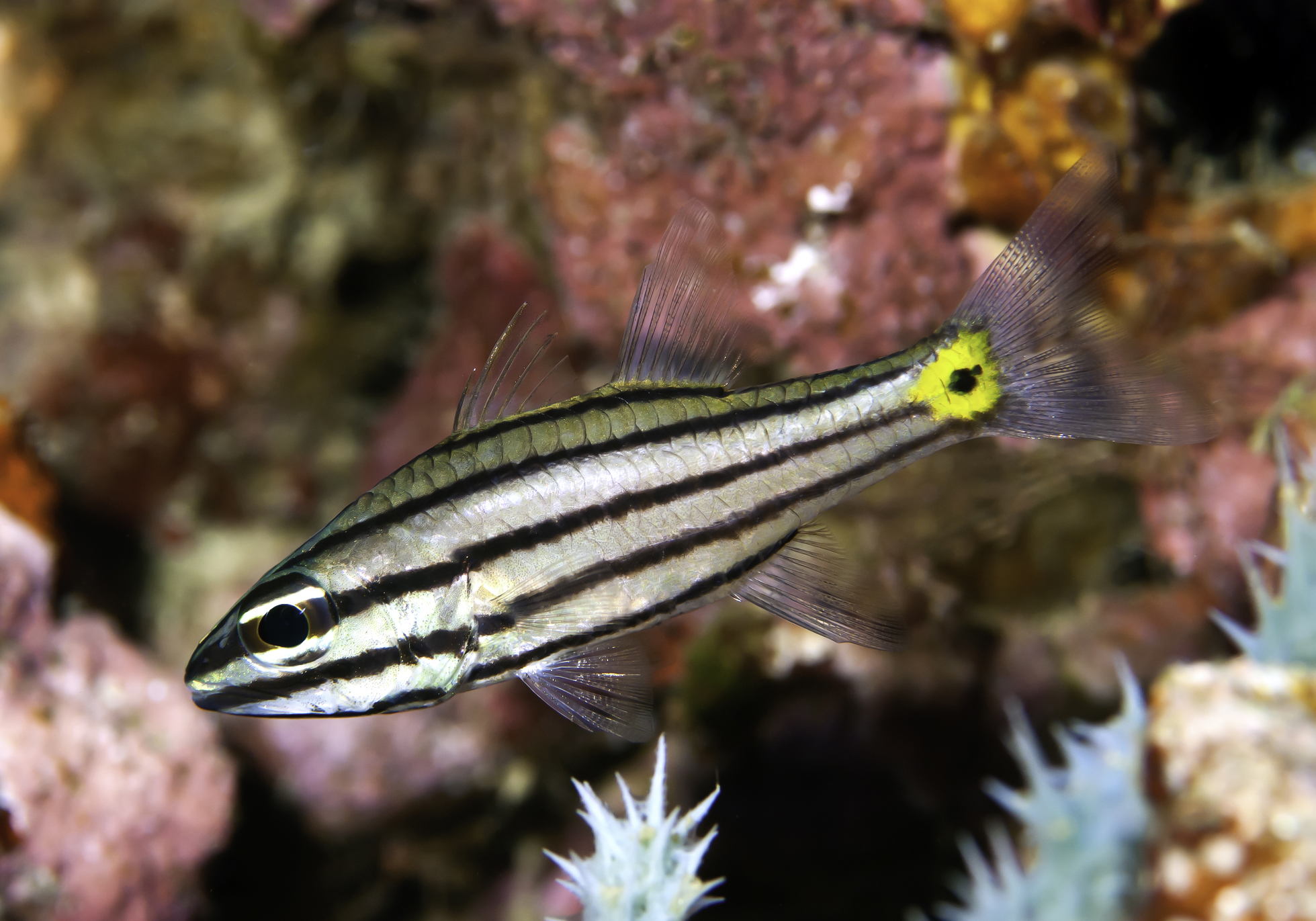 Fiveline Cardinalfish (Cheilodipterus quinquelineatus) - Bali Wildlife