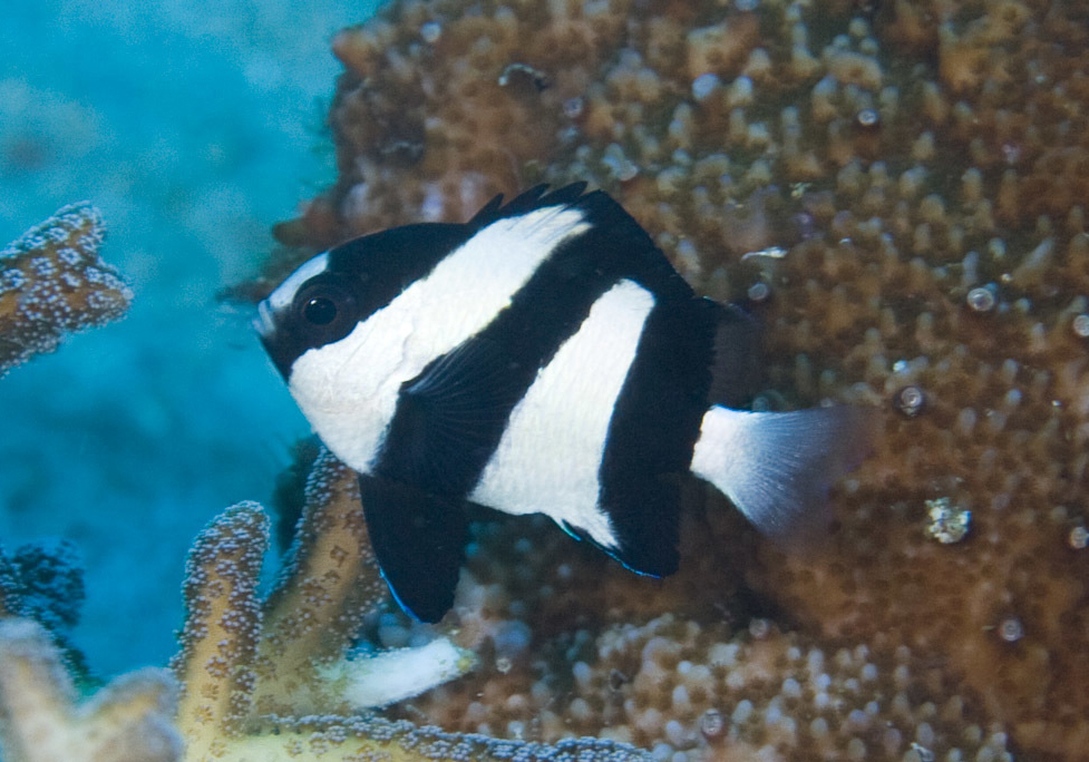 Humbug (Dascyllus aruanus) - Bali Wildlife