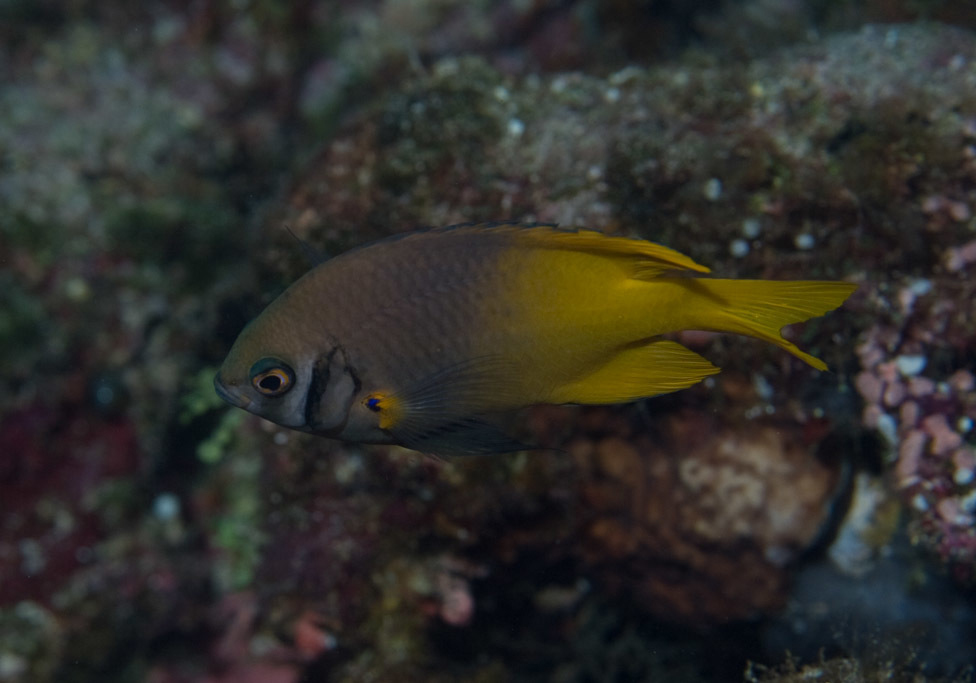 Indo-Pacific Yellowtail Damsel (Neoglyphidodon nigroris) - Bali Wildlife