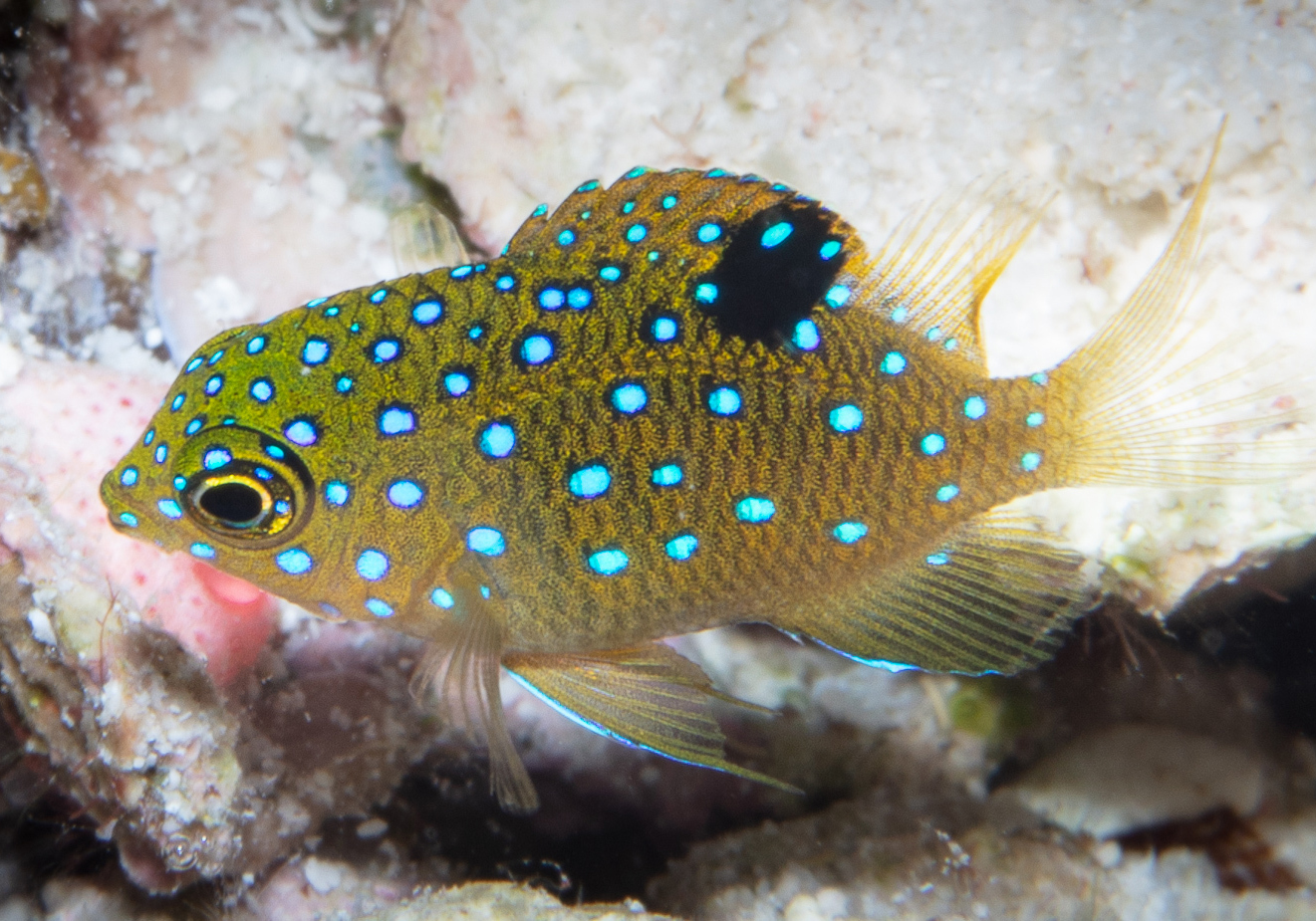 Jewel Damsel (Stegastes lacrymatus) - Bali Wildlife