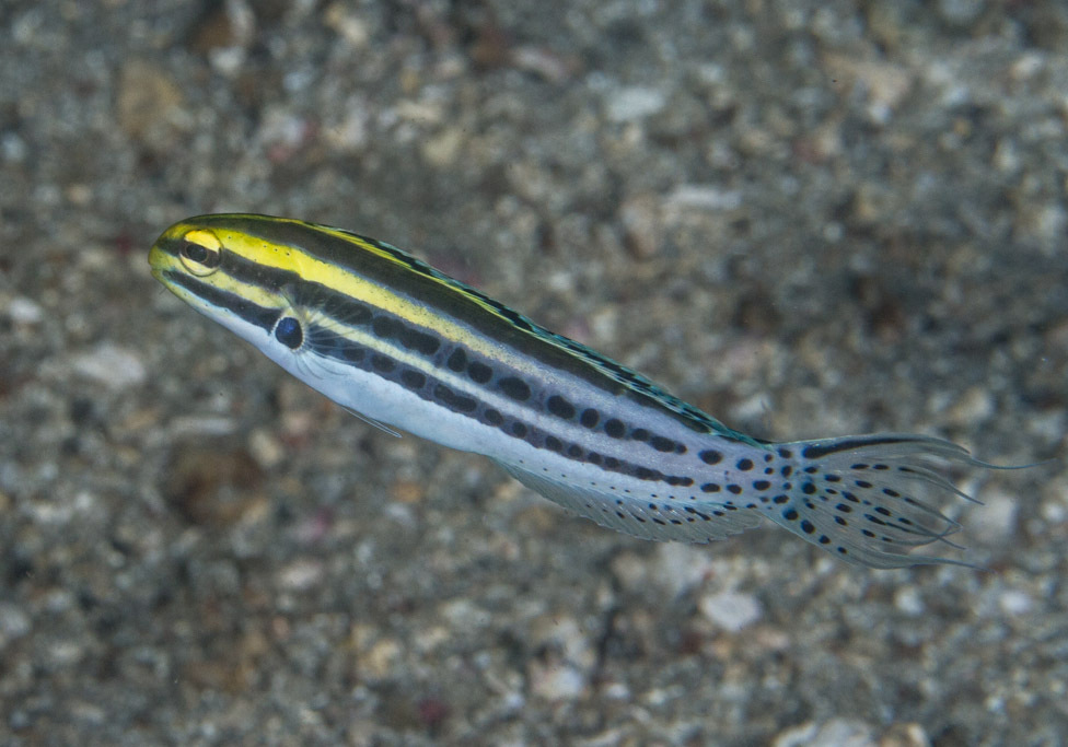 Linespot Fangblenny (Meiacanthus grammistes) - Bali Wildlife