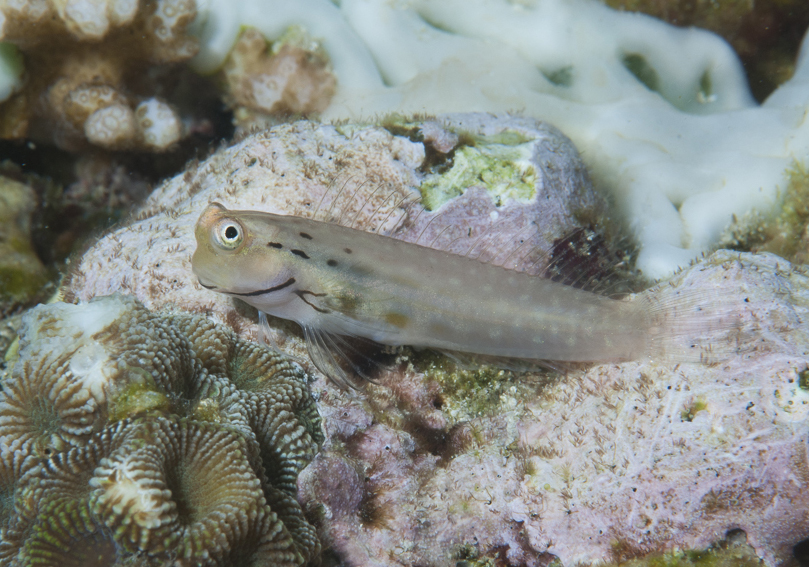 Palespotted Combtooth Blenny (Ecsenius yaeyamaensis) Bali Wildlife