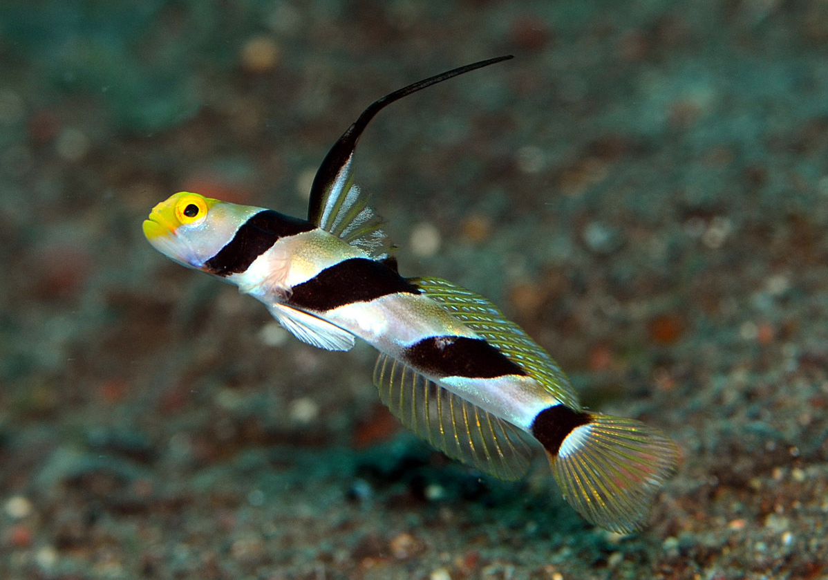 Ikan Goby