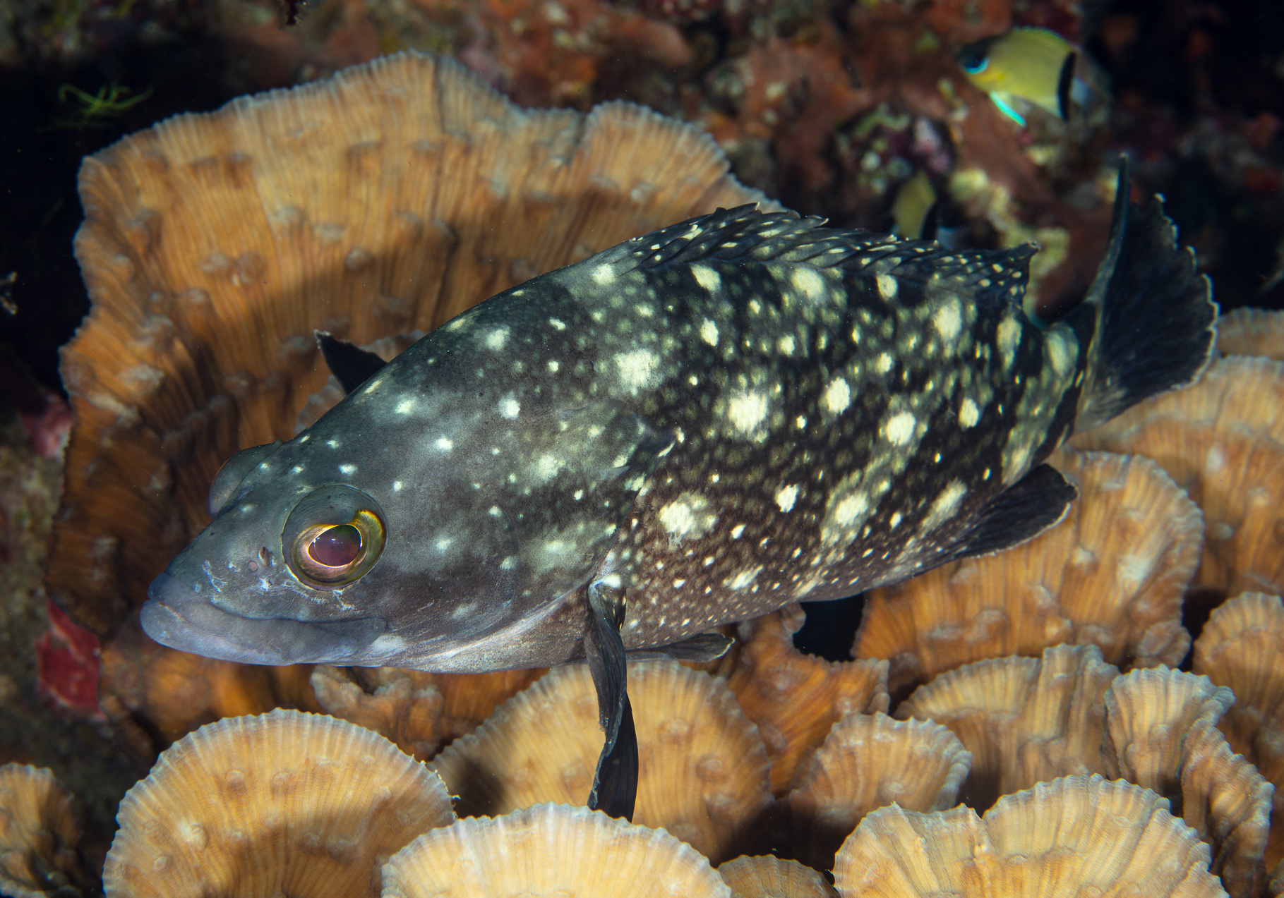 Whitespotted Grouper (Epinephelus coeruleopunctatus) Bali Wildlife