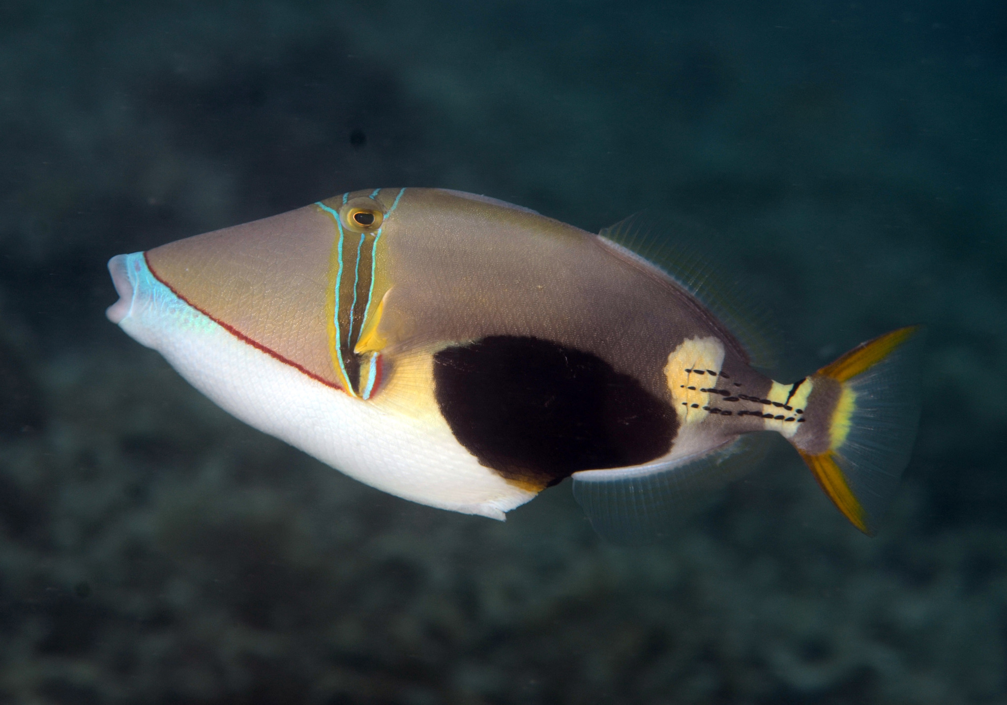 Blackpatch Triggerfish Rhinecanthus Verrucosus Bali Wildlife