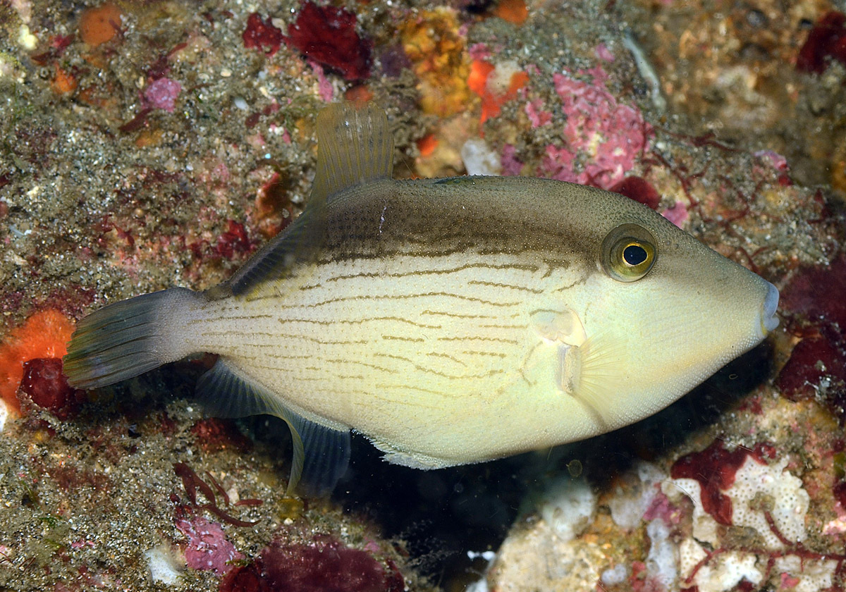 Bridled Triggerfish (Sufflamen fraenatum) - Bali Wildlife