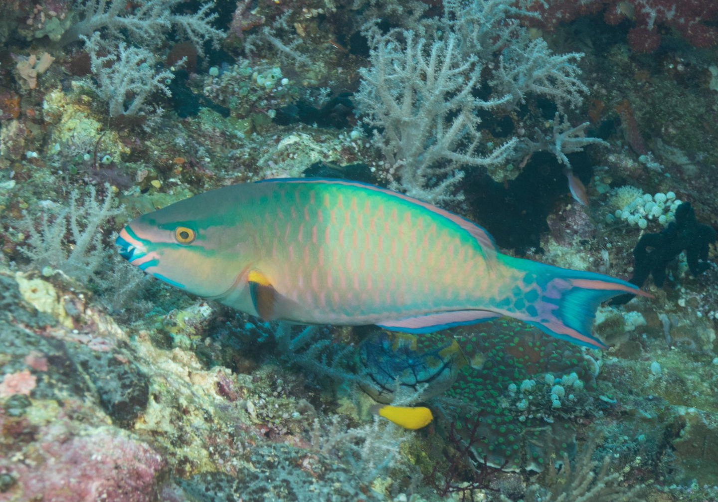 Tricolour Parrotfish (Scarus tricolor) - Bali Wildlife