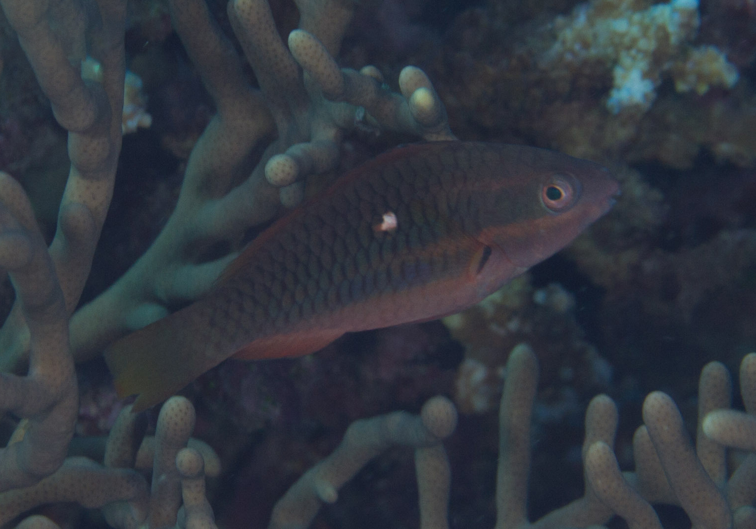 Whitespot Parrotfish (Scarus dimidiatus) Bali Wildlife