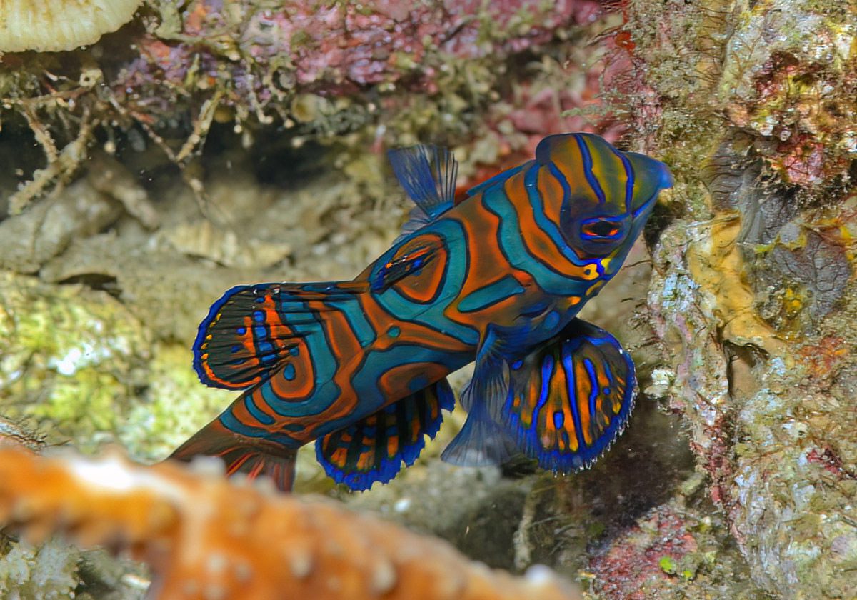 Mandarinfish (Synchiropus splendidus) - Bali Wildlife