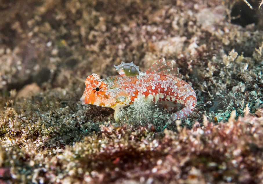 Pacific Starry Dragonet (Synchiropus moyeri) - Bali Wildlife