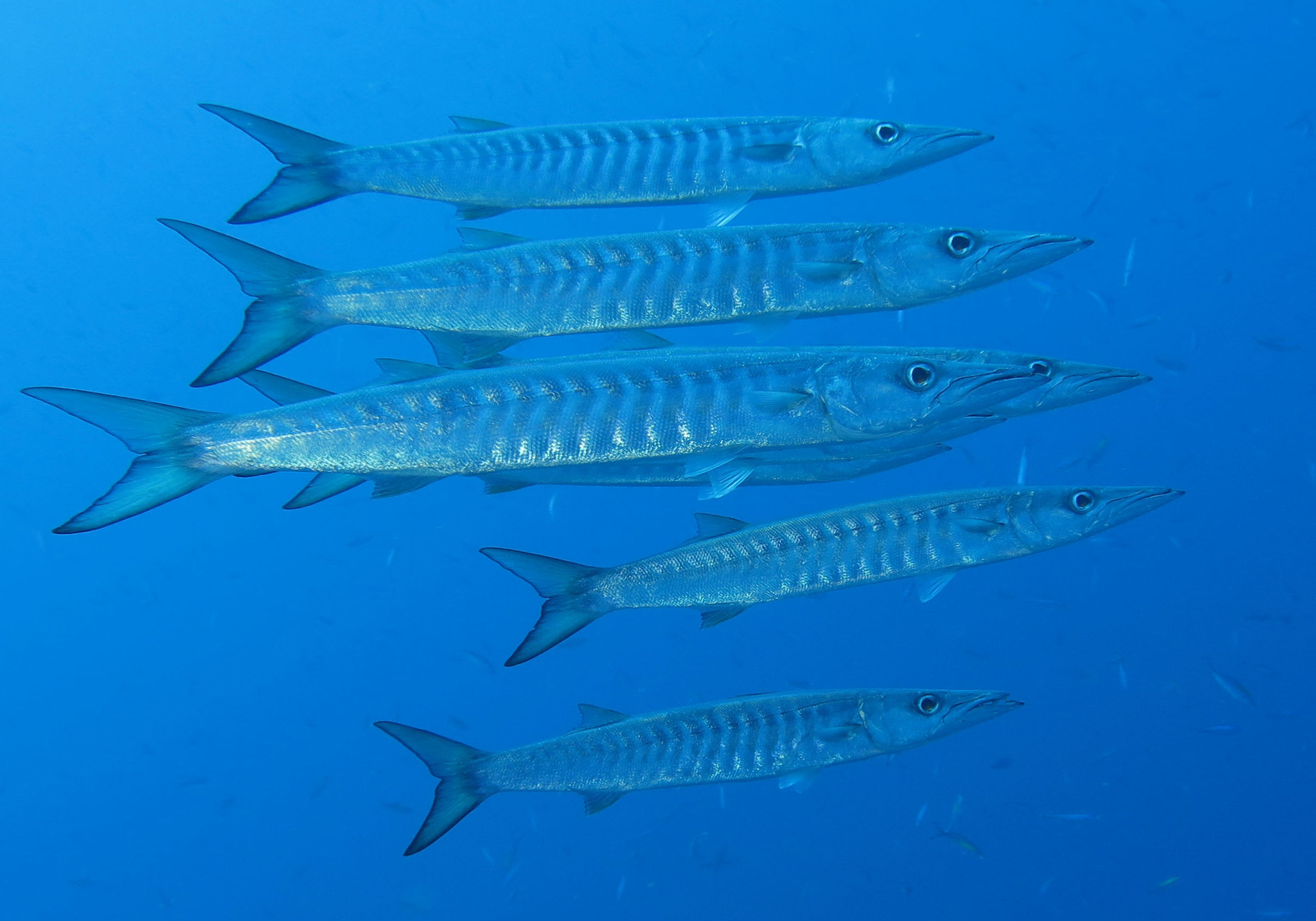 Blackfin Barracuda (Sphyraena Qenie) - Bali Wildlife