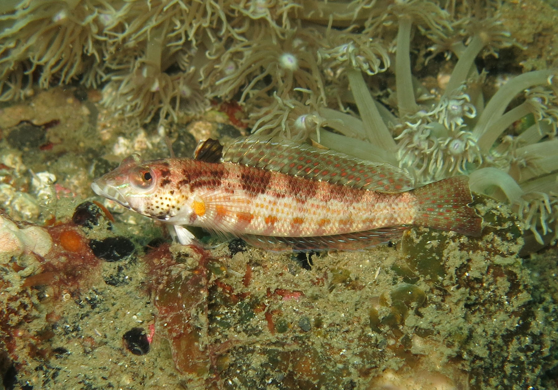 Blackfin Sandperch (Parapercis snyderi) - Bali Wildlife