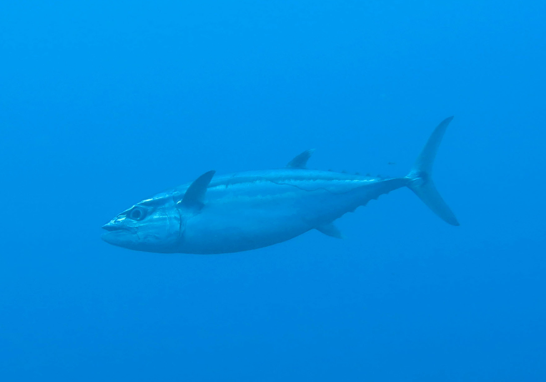 Dogtooth Tuna (Gymnosarda unicolor) Bali Wildlife