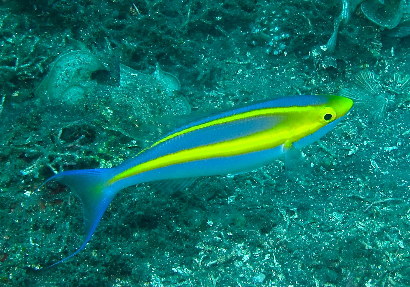 Purple Threadfin Bream (Pentapodus emeryii) Bali Wildlife