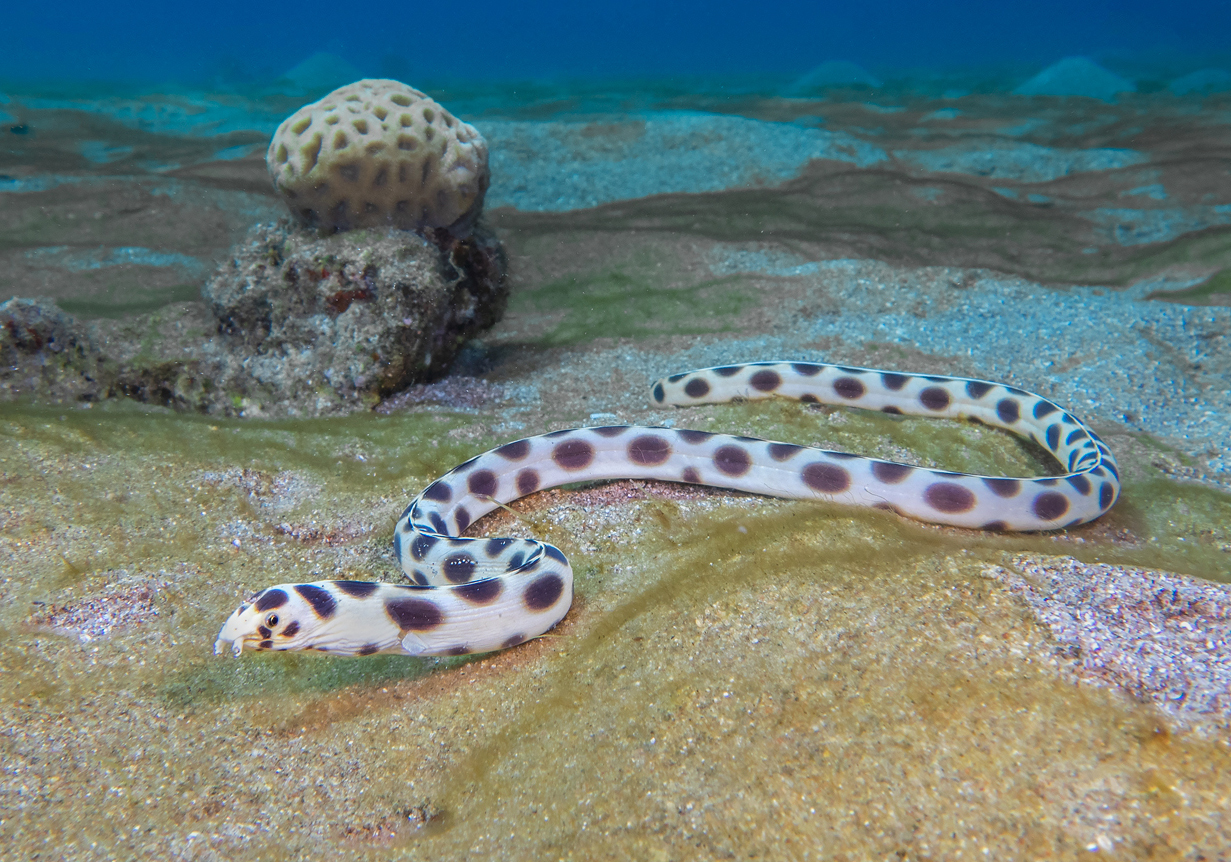 Tiger Snake Eel (Myrichthys maculosus) Bali Wildlife