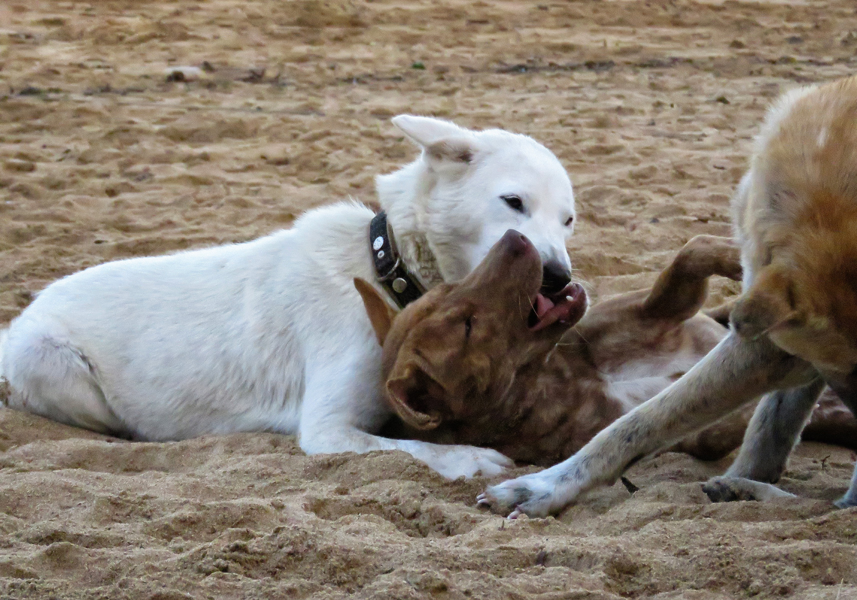 Preserving the Bali Dog: A Heritage Worth Protecting - Bali Wildlife