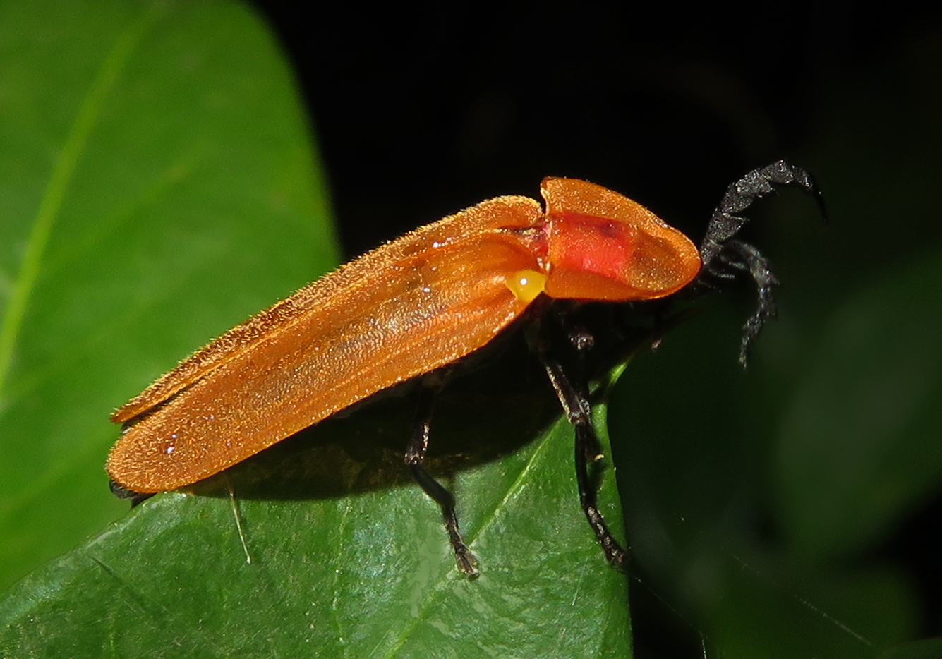 Kunka Insect Kunang-Kunang (Family Lampyridae) - Bali Wildlife