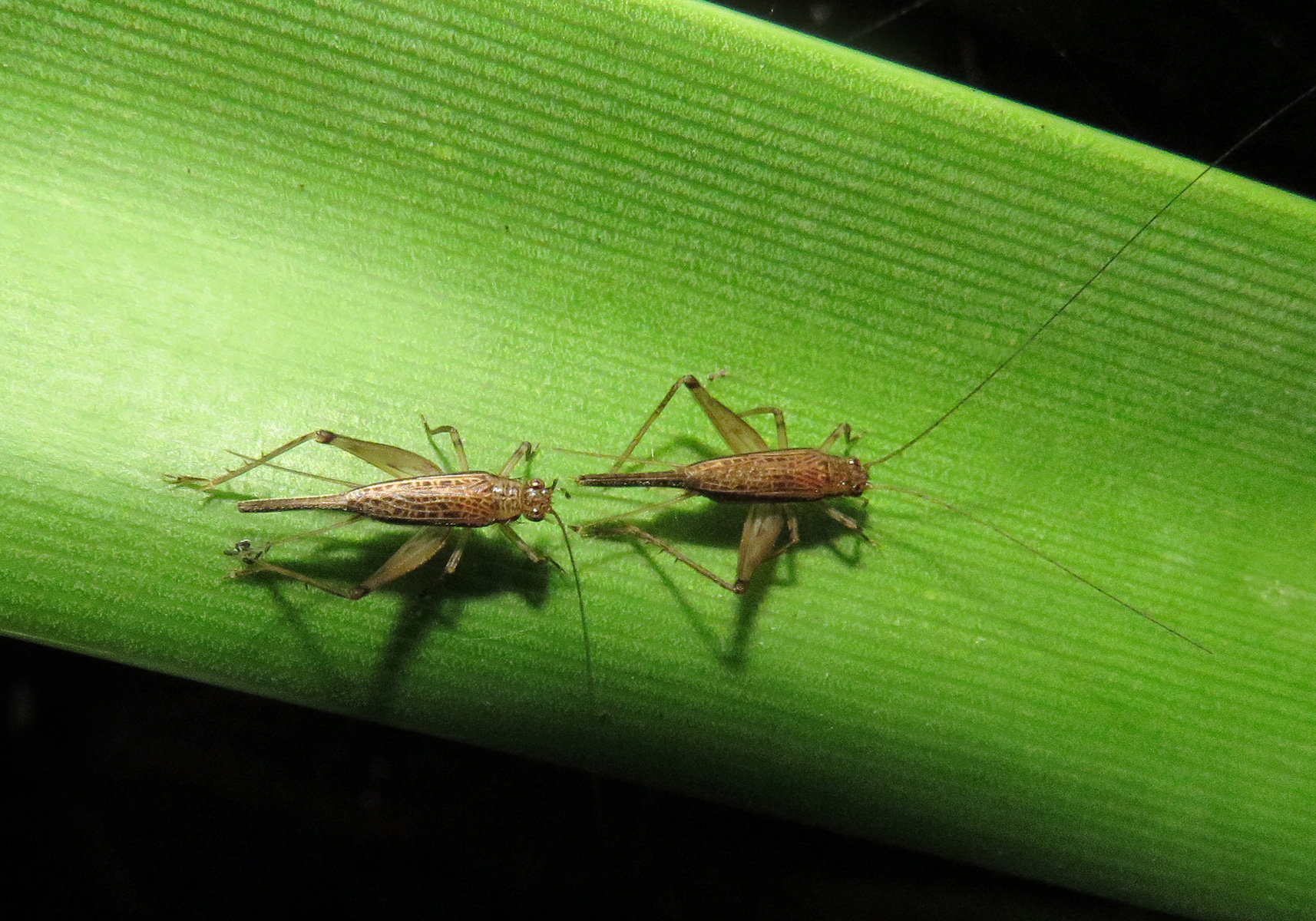 Jangkrik (Family Gryllidae) - Bali Wildlife