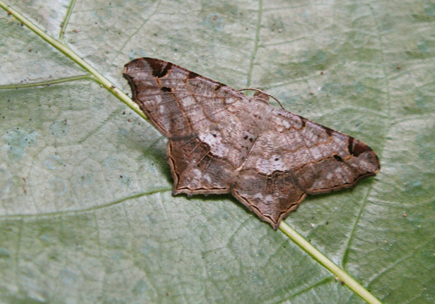 Geometer Moths (Family Geometridae) - Bali Wildlife