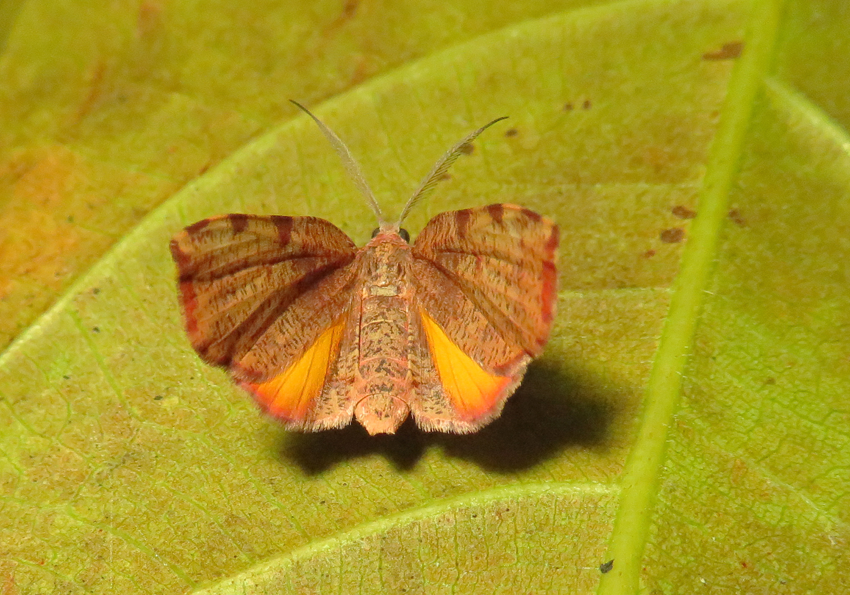 Flying Geometer Moth Geometer Moth (Family Geometridae) - Bali Wildlife