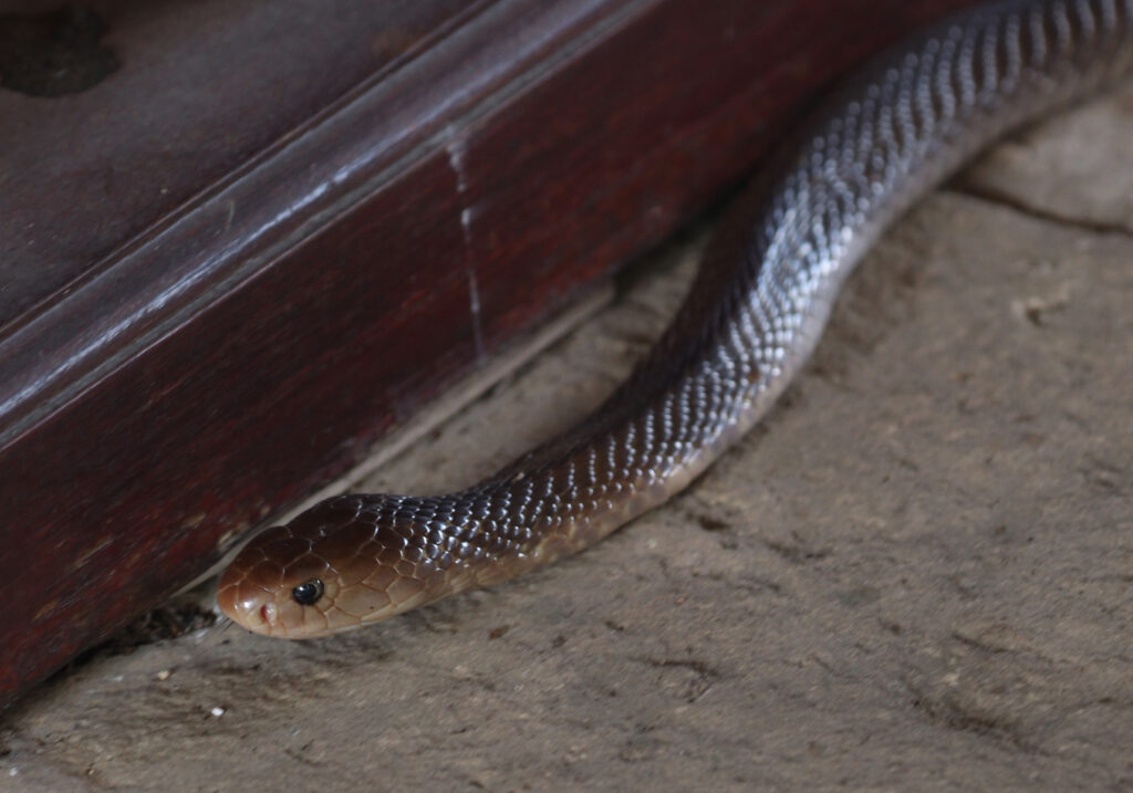 Indonesian Cobra