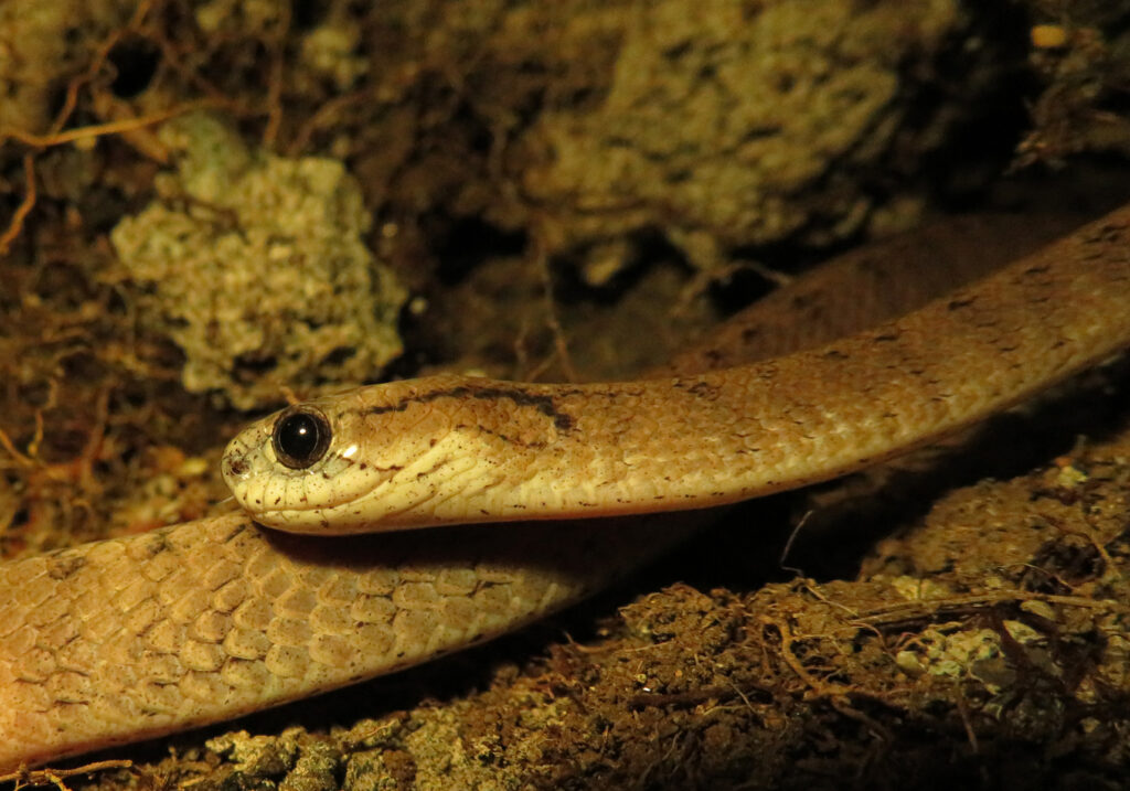 Snakes (Suborder Serpentes)