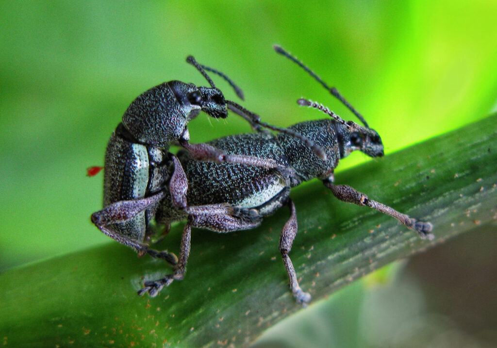 Broad-nosed Weevils (Subfamily Entiminae)