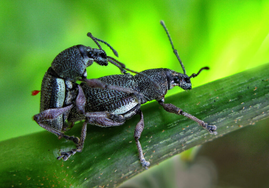 Broad-nosed Weevils (Subfamily Entiminae)