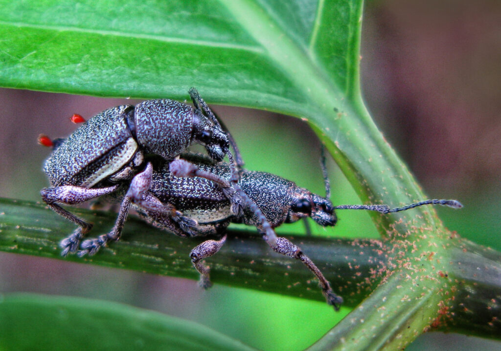 Broad-nosed Weevils (Subfamily Entiminae)