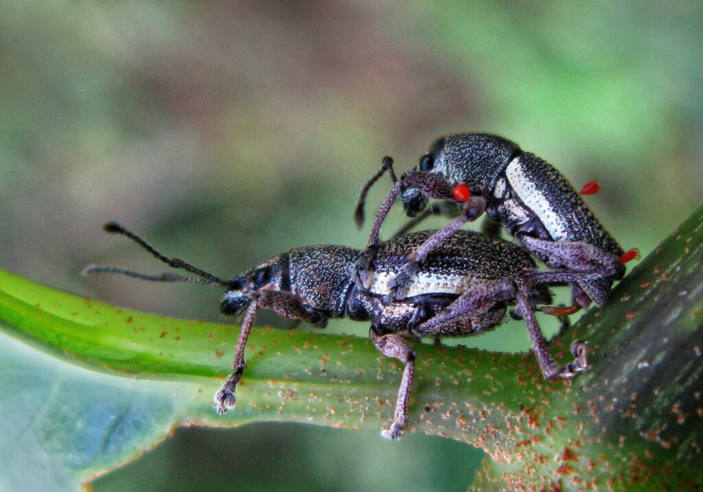 Broad-nosed Weevils (Subfamily Entiminae)