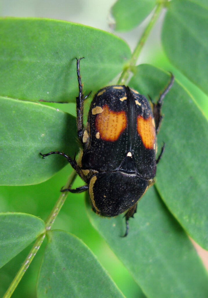 Fruit and Flower Chafers (Subfamily Cetoniinae)