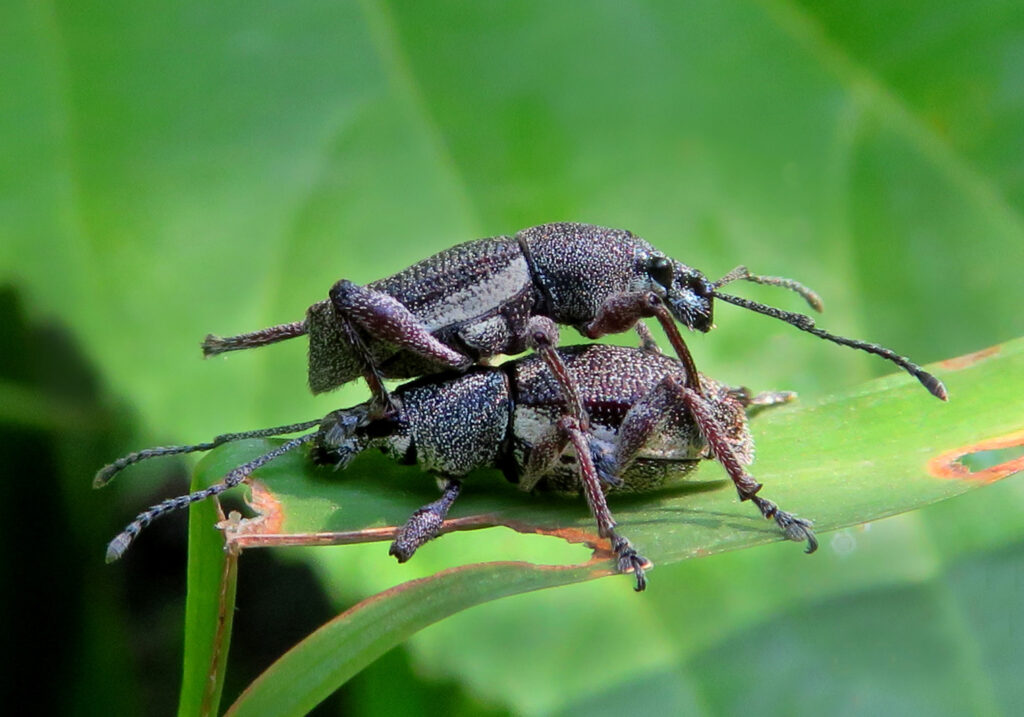 Broad-nosed Weevils (Subfamily Entiminae)