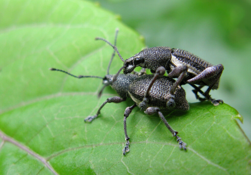 Broad-nosed Weevils (Subfamily Entiminae)