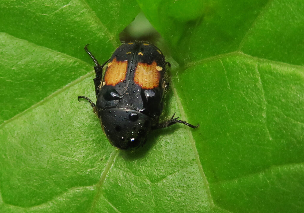 Fruit and Flower Chafers (Subfamily Cetoniinae)