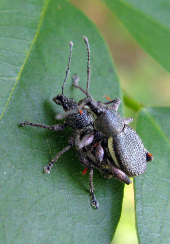 Broad-nosed Weevils (Subfamily Entiminae)