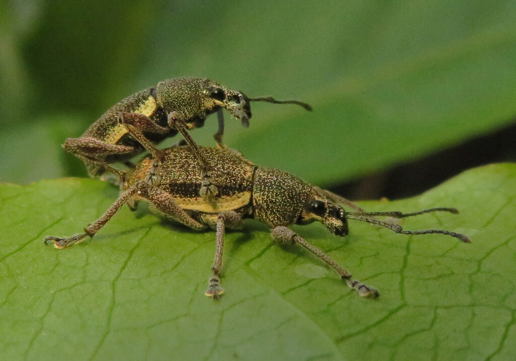 Broad-nosed Weevils (Subfamily Entiminae)