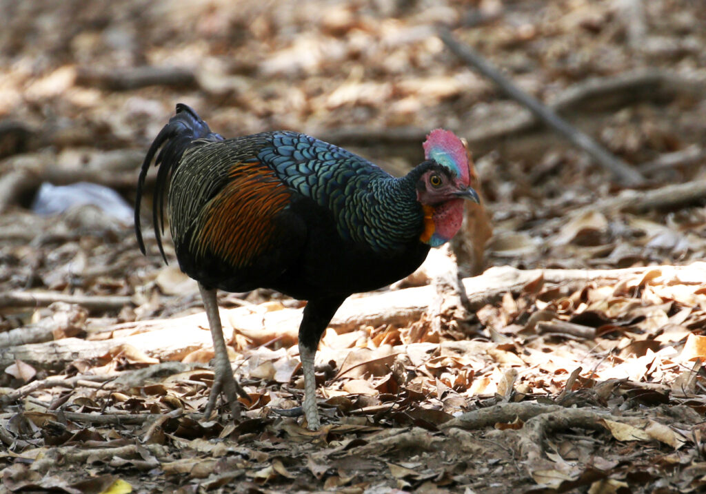 Green Junglefowl