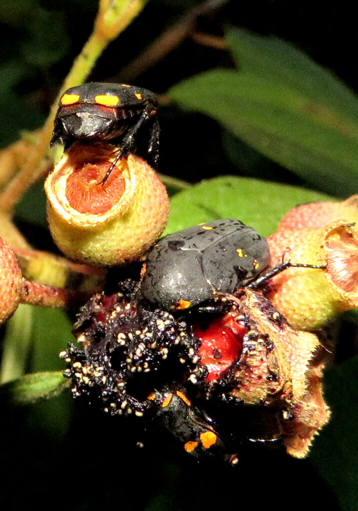 Flower Scarabs (Tribe Gymnetini)