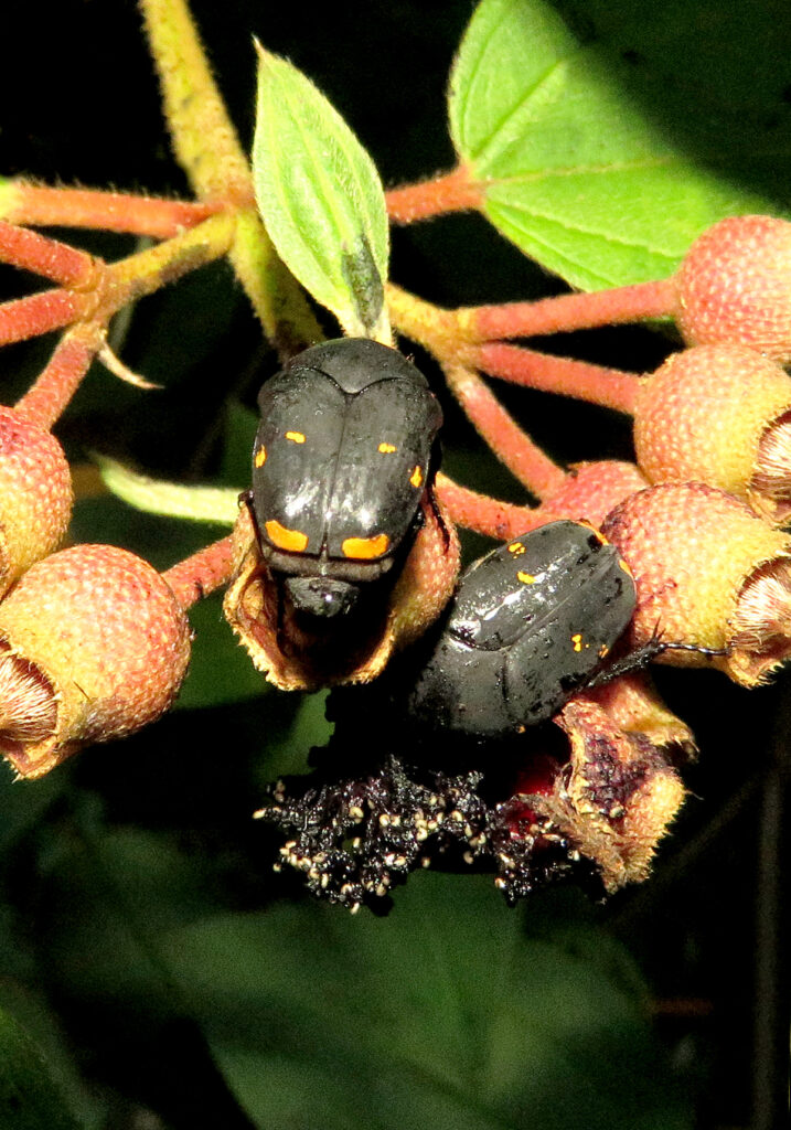 Flower Scarabs (Tribe Gymnetini)