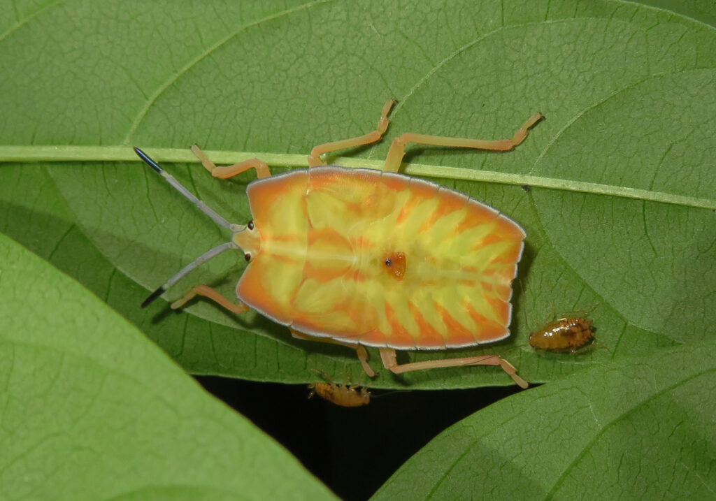 Subfamily Tessaratominae