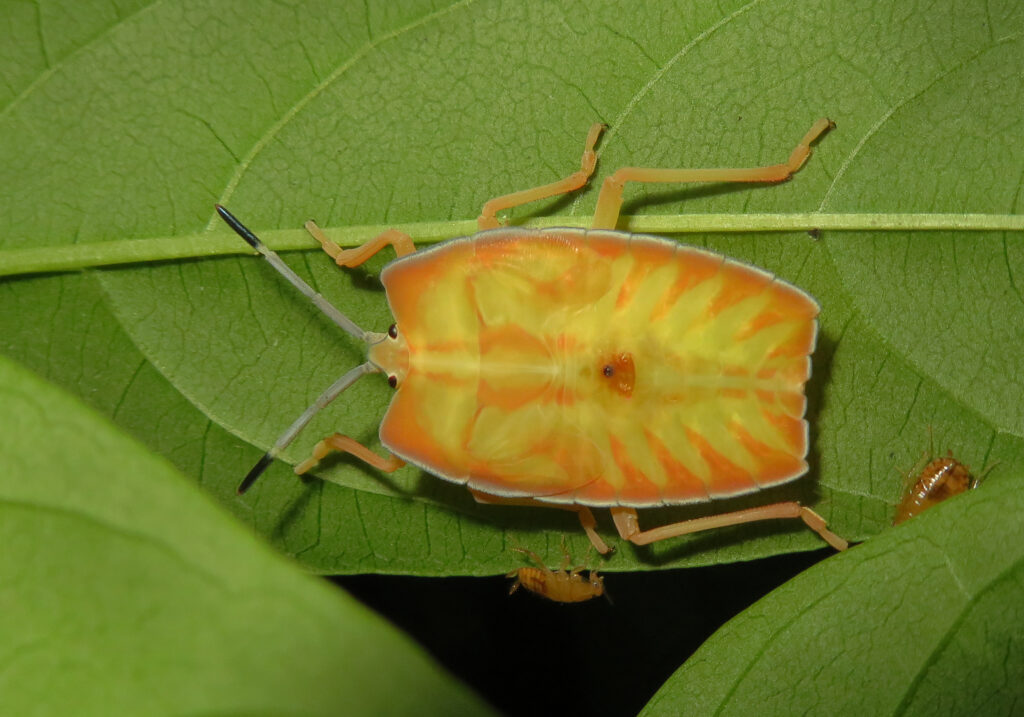 Subfamily Tessaratominae