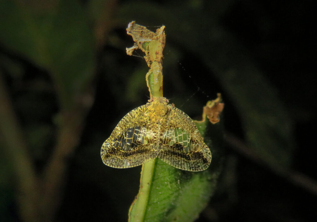 Subfamily Ricaniinae