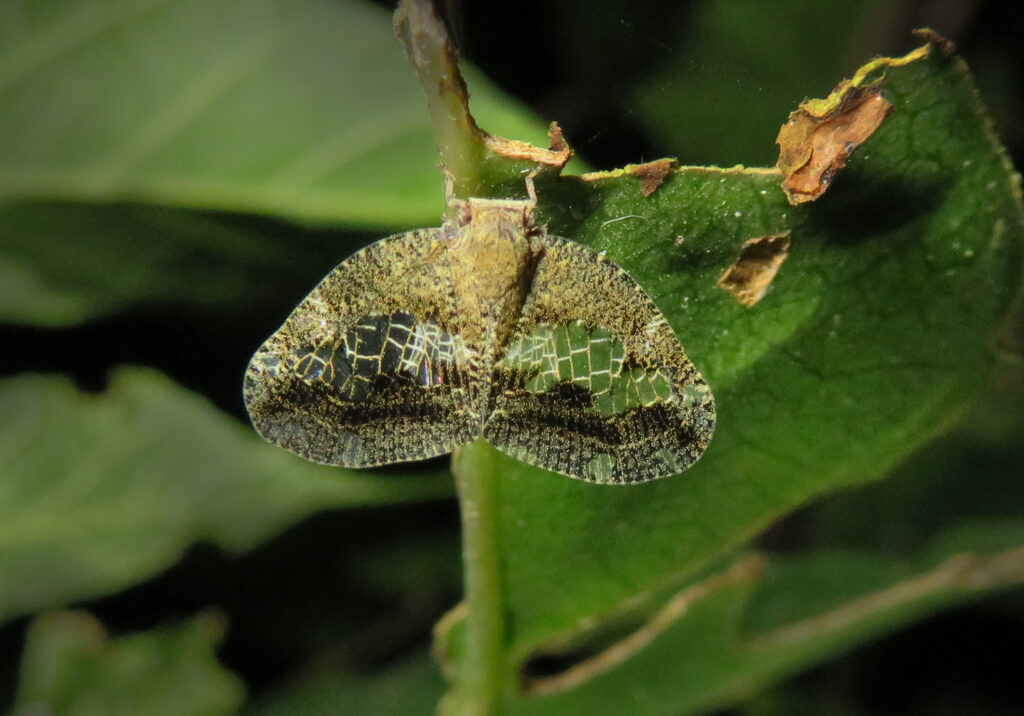 Subfamily Ricaniinae