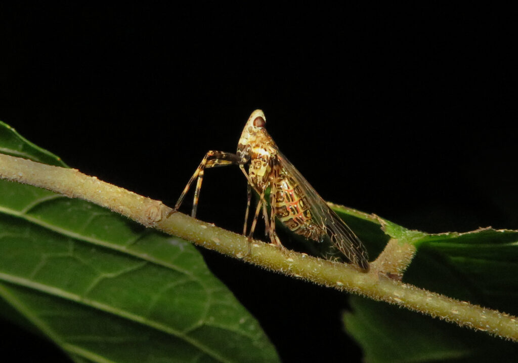 Superfamily Fulgoroidea