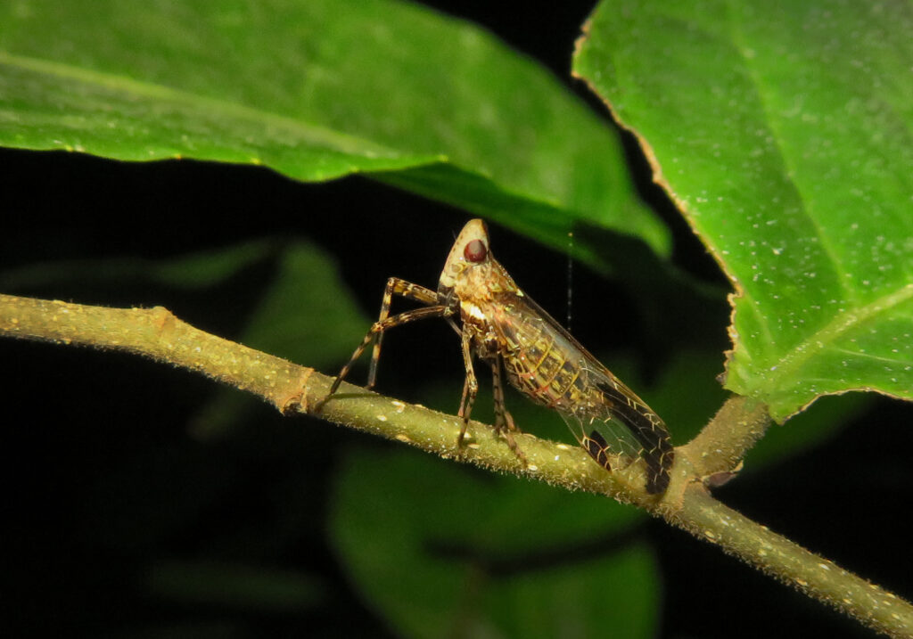 Superfamily Fulgoroidea